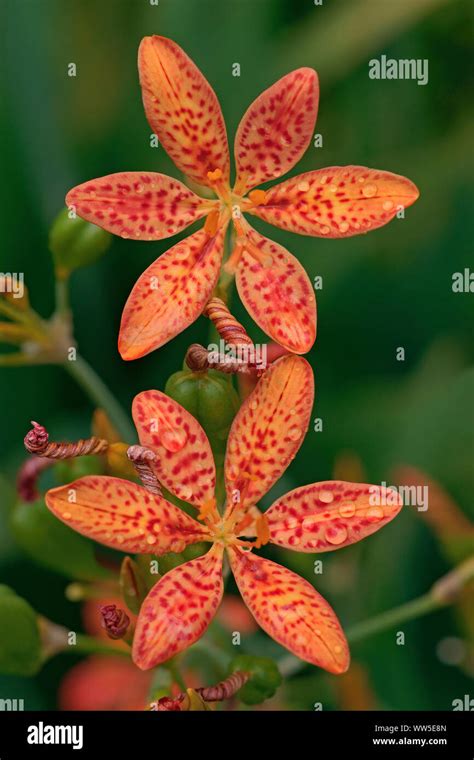 Lily Leopard Lily Iris Domestica Blackberry Lily Red Coloured