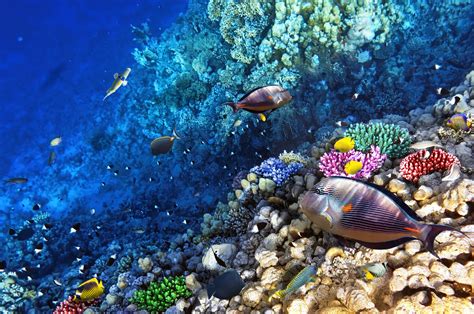 Ocean Seabed Reef Exotic Marine Fish Desktop Wallpaper