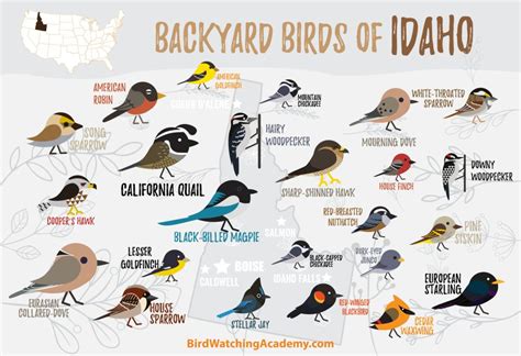 Backyard Birds Of Idaho Bird Watching Academy