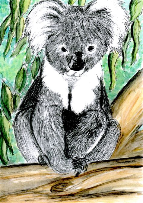 Koala Pencil Watercolours And Photoshop Koala Drawing Animals