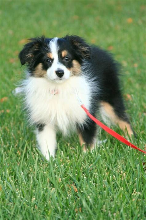 Amity puppies has been breeding german shepherd, english bulldog and mini australian shepherd puppies since 1997. Toy Aussie Pups | dog dogs, teacup, puppy for sale ...