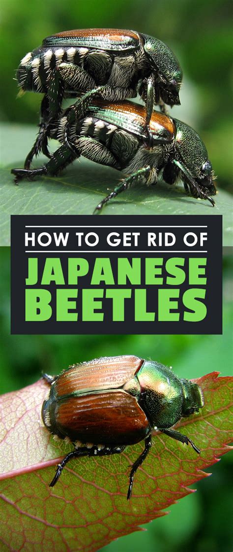 Get Rid Of Japanese Beetles In Garden