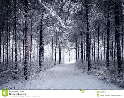 Snowy Road Through The Cold Wintry Forest Stock Image Image Of Birch