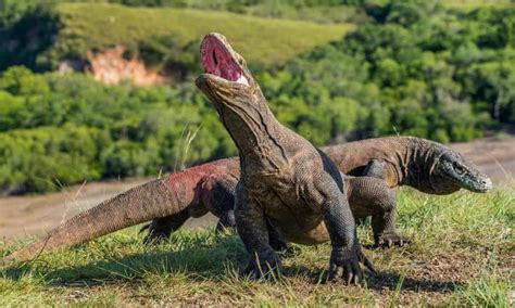 The Worlds Largest Living Lizard The Komodo Dragon