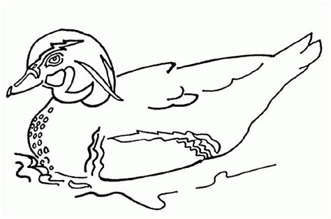 The most popular kind of duck is called the mallard duck. Ducks coloring pages to download and print for free