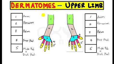 Muscles upper body real bodywork. Trick to remember permanently Dermatomes of upper limb ...