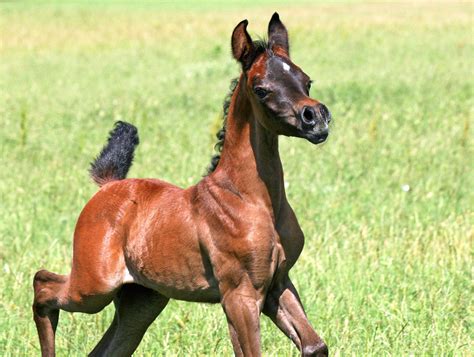 Kehilan Arabians Arabian Horses Stallions Farms Arabians For