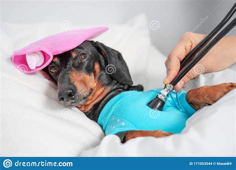 Vet Using A Stethoscope Checks The Health Of A Sick Dog Of A Dachshund