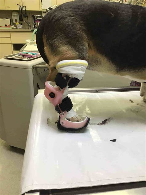 Lucy And Her Orthopets Tarsus Device Dog Ankle Brace Orthopets