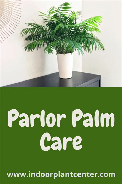 It grows even slower when it is cultivated in a pot. Parlor Palm Care - Indoor Plant Center