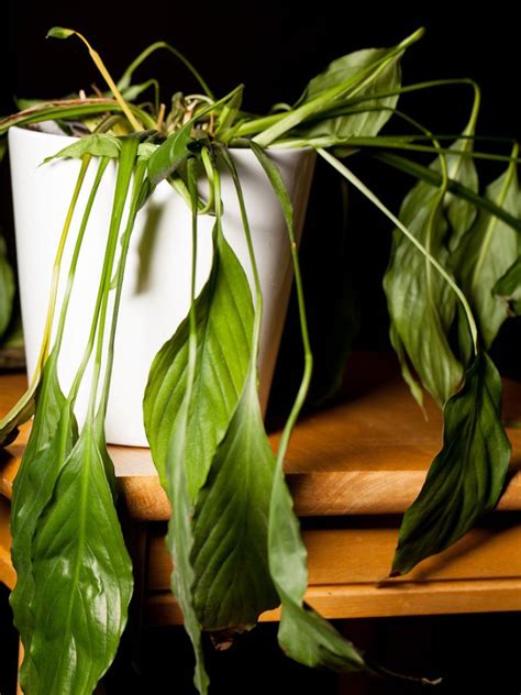 Why Peace Lily Keeps Wilting Troubleshooting A Drooping Peace Lily Plant