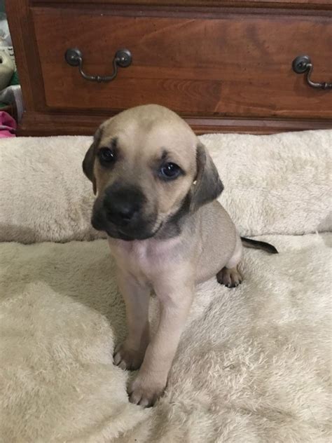 And to act as a guide for judges. Black Mouth Cur Puppies Looking For Good Homes | Black ...