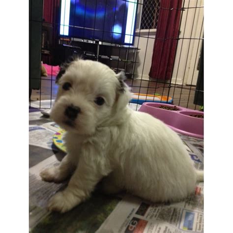 We did not find results for: stunning Maltese x Shih Tzu x Chihuahua puppies - Small Male Maltese x Chihuahua Mix Dog in WA ...