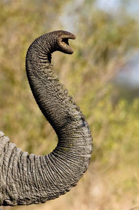 Elephant Trunk Elephant Trunk Africa And Asia Elephant Detail