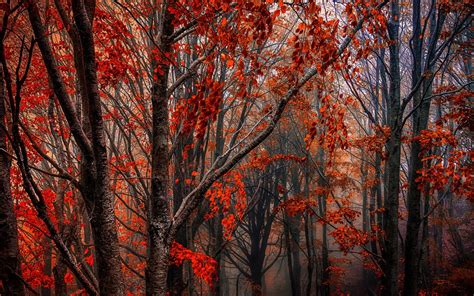 Wallpaper Autumn Forest Trees Red Leaves Fog 1920x1200