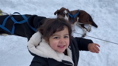 Dog Sledding In Whistler Canada With My Two Year Old Youtube