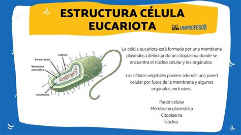 Estructura De La Célula Eucariota Resumen VÍdeos