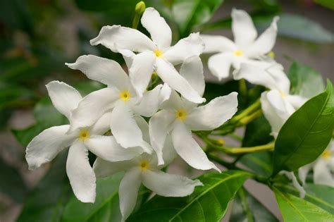 Keep A Jasmine Plant In Your Room To Reduce Stress And Anxiety Study