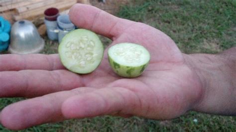 watermelon cucumber cross pollination