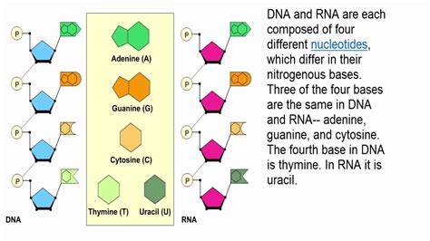Structure Of Dna And Rna Ppt