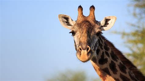 Giraffe Kills Filmmaker At Wildlife Facility In South