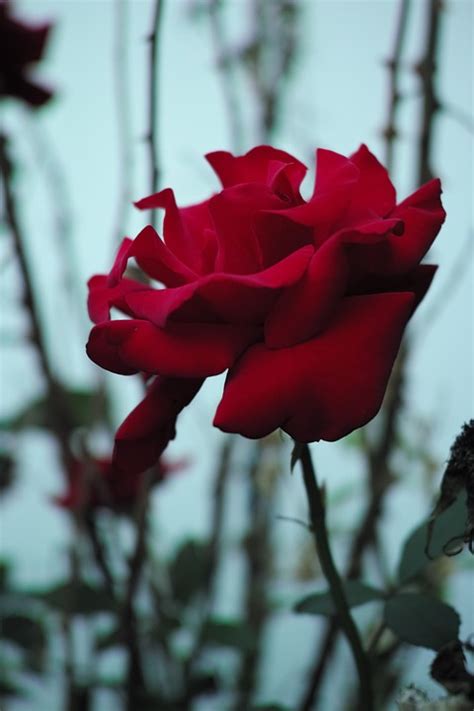 Free Photo Red Rose Bush Flower Floral Free Image On Pixabay