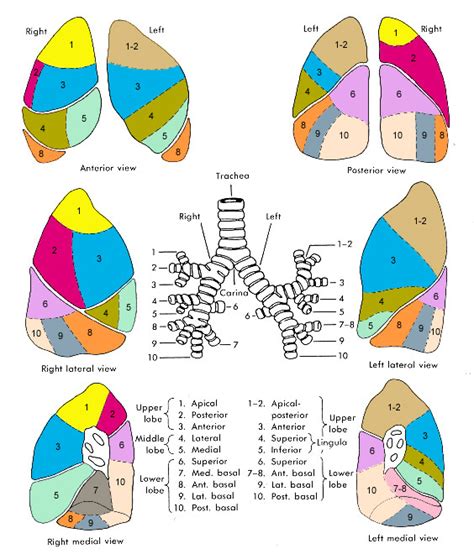 Left Lung Wikidoc