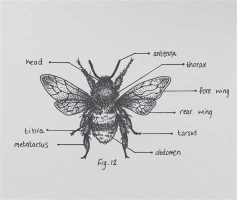 Anatomy Of A Bumble Bee