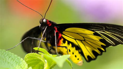 Yellow Butterfly Amazing Wallpaper Hd Wallpapers