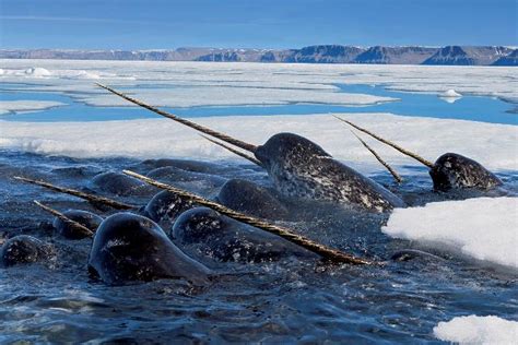 Narwhal In Ice Arctic Kingdom