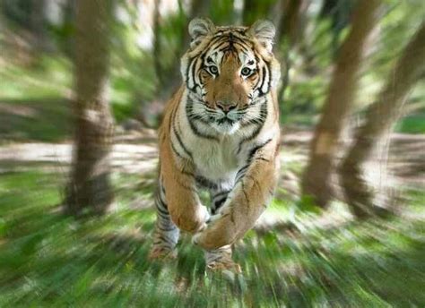Running Tiger Amazing 3d Pictures Animal Pictures Tiger Pictures