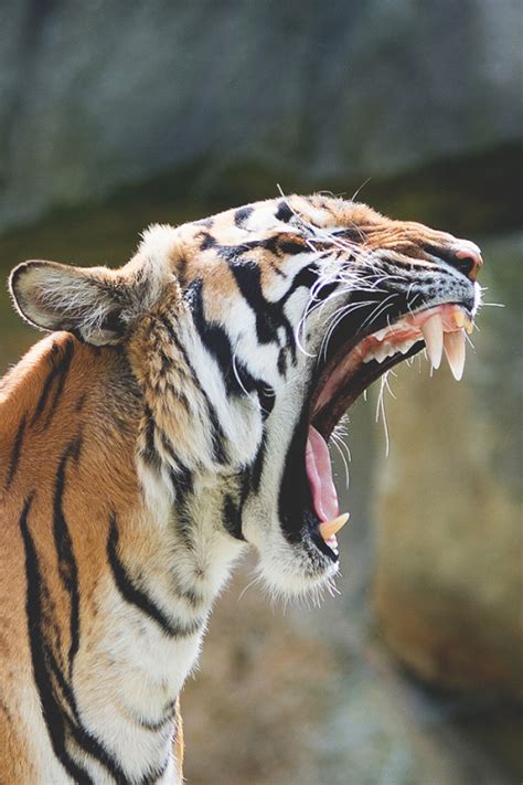 A Tiger With Its Mouth Open And It S Teeth Wide Open While Yawning