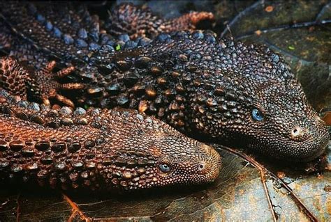 Have You Ever Seen These Interesting And Rare Reptiles The Borneo