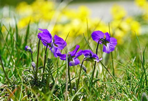 Free Images Meadow Petal Botany Flora Wildflower Petals High