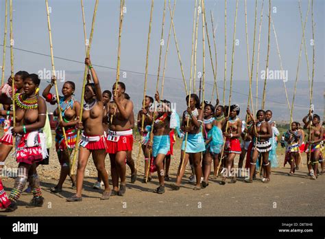 Zulu Doncellas Entregar Reed Palos Al Rey Zulú De Baile En Palacio Enyokeni Reed Nongoma