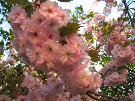 Plant An Ornamental Cherry Tree Now And Look Forward To