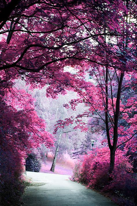 Alley Through Pink Woods Photograph By Jenny Rainbow Pixels