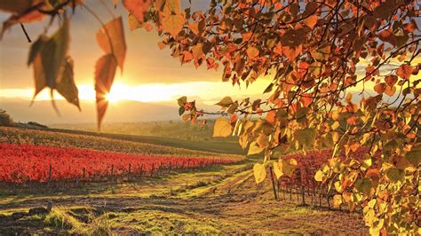 Vineyard In Autumn Image Id 324308 Image Abyss