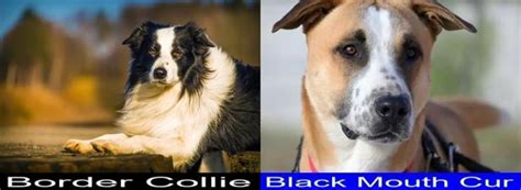 Which Is Better Between The Border Collie And The Black Mouth Cur