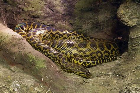 Indonesia 22 Foot Long Python Swallows Woman Alive The English Post