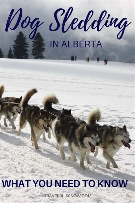 Dog Sledding In Alberta What You Need To Know Travel Bliss Now