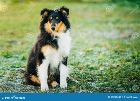 The Shetland Sheepdog Sheltie Collie Puppy Outdoor Stock Image