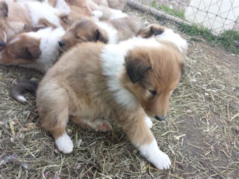 Beautiful Akc Collie Puppies Lassie Type For Sale In Newberry South
