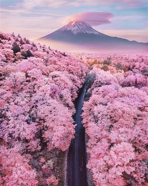 Mt Fuji During The Cherry Blossom Season Rpics