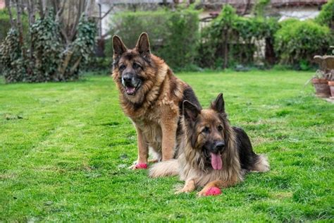 Old German Shepherd Dog Breed Guide Pictures Info Care And More Pet