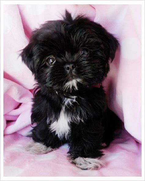 Black Teacup Shih Tzu Puppies Zoe Fans Blog Cute Baby Animals