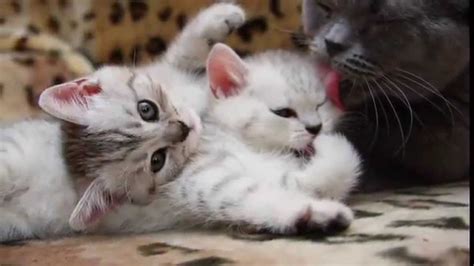 Beautiful Cats And Kittens Funny Video About Kittens And