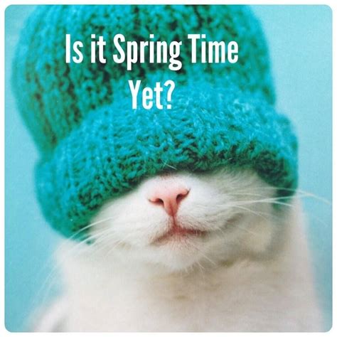 Seuss, so we are particularly excited about read across america every march. Spring Cat | Cat christmas hat, Smelly cat, Cat love