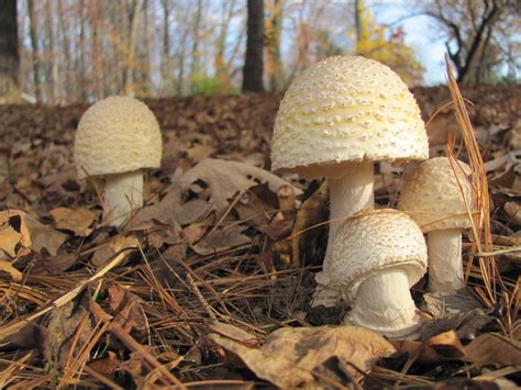 Vienna Va My Vienna Southside Parks November Mushroom The Truly