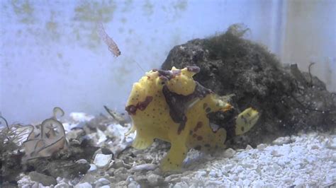 Warty Frogfish Using His Lure Fishing For Prey Youtube